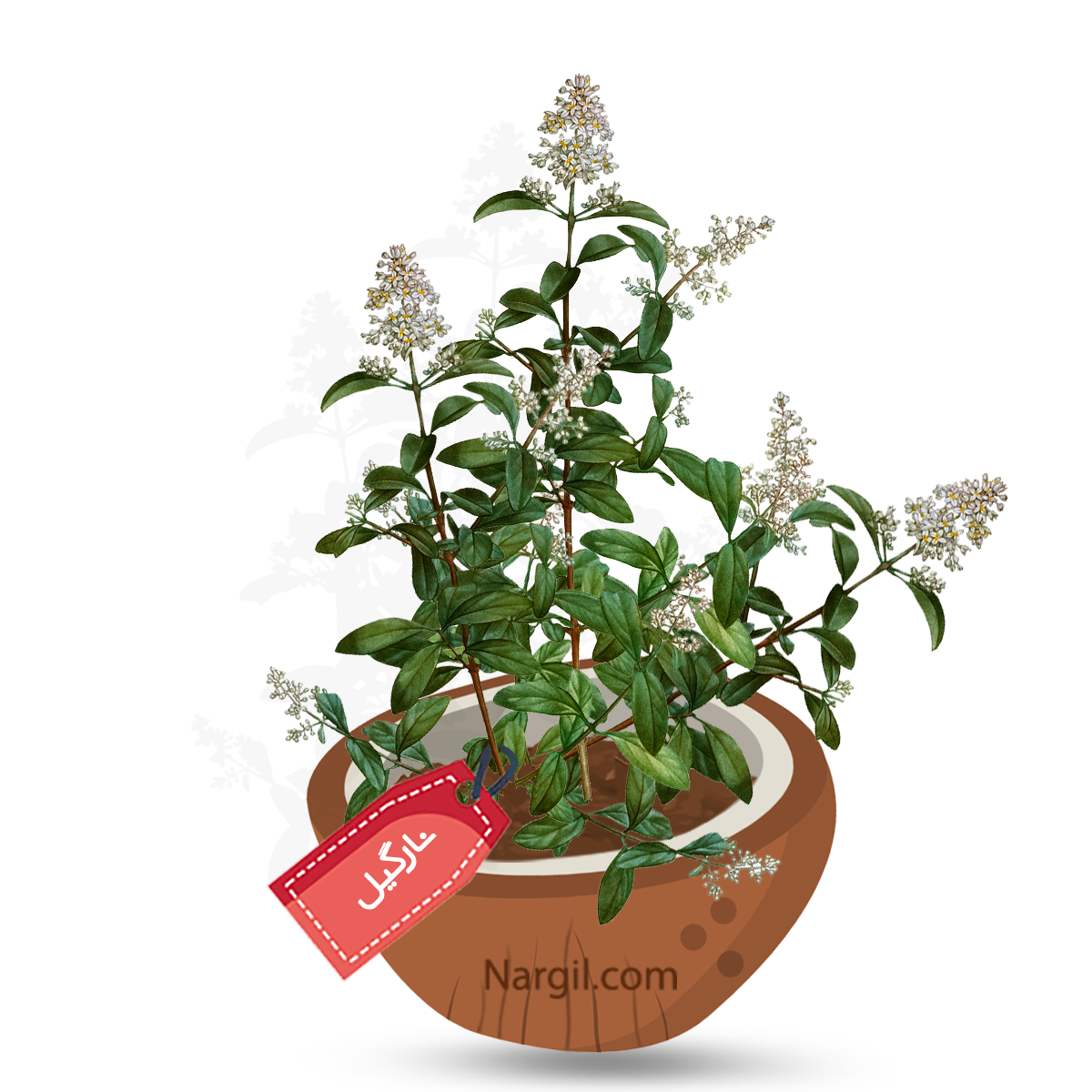  Nargil - common privet 